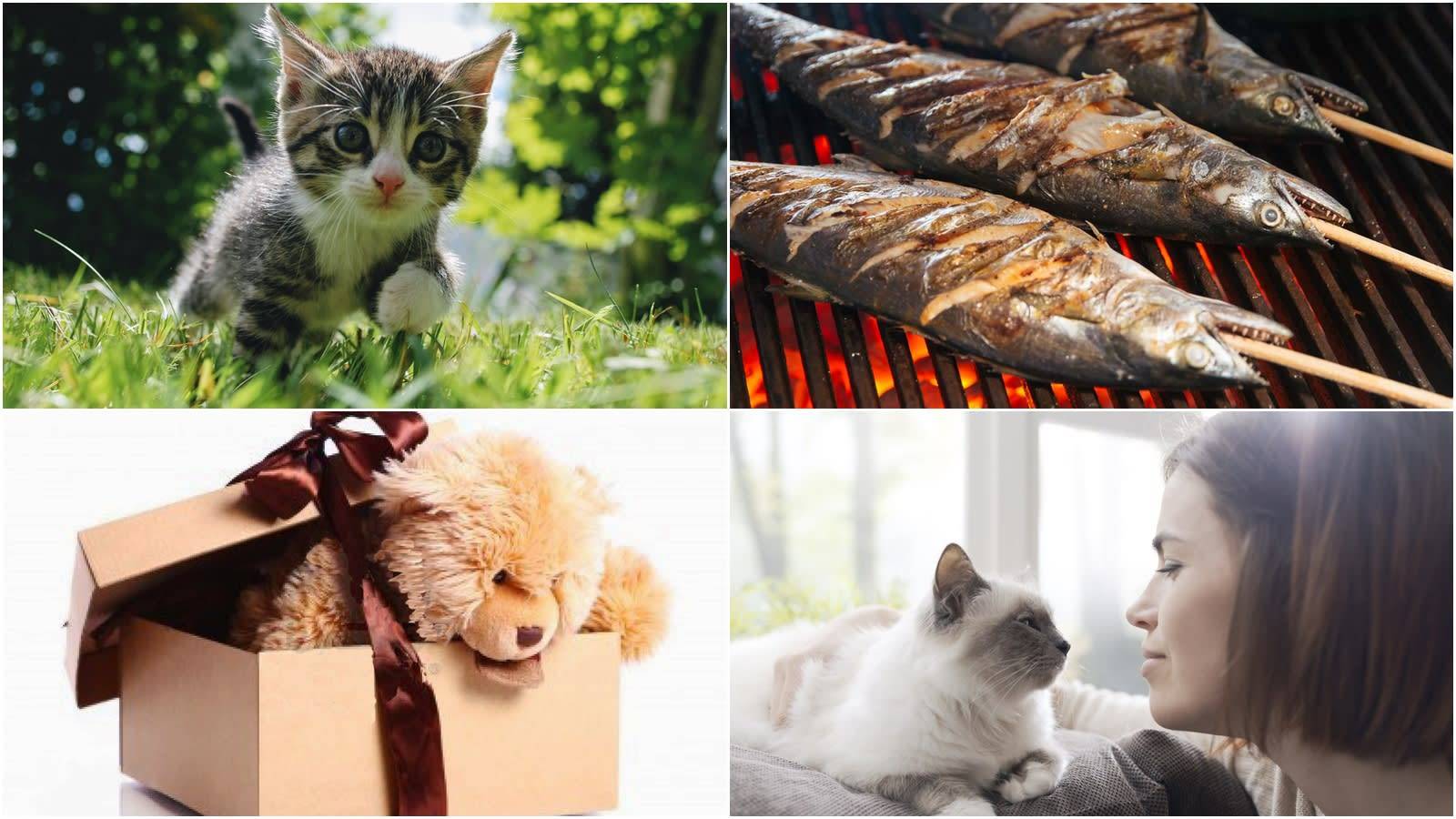 What Would You Focus On If You Were a Cat? - 心理测试题封面图