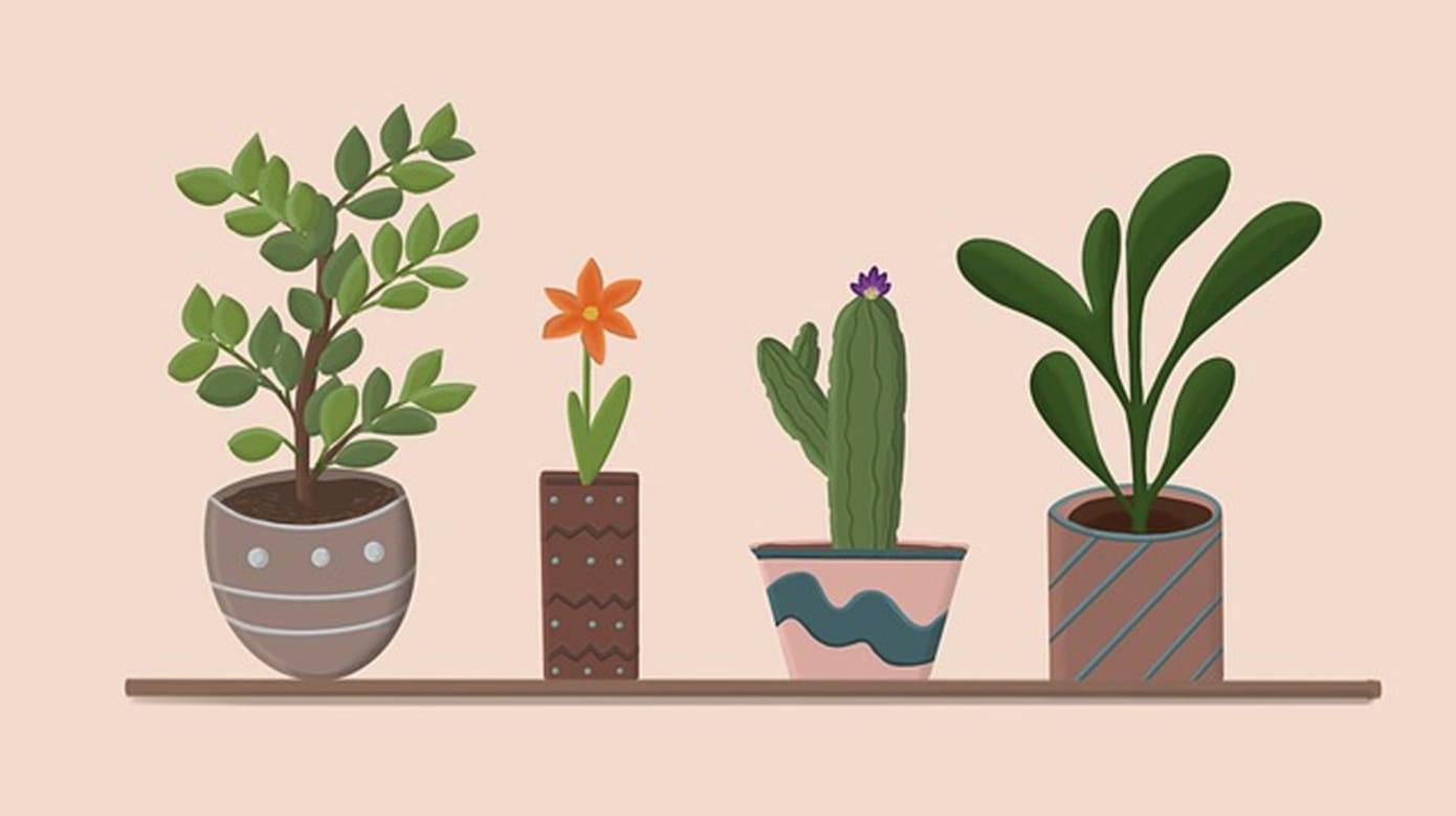 Which Potted Plant Would You Choose? - 心理测试题封面图