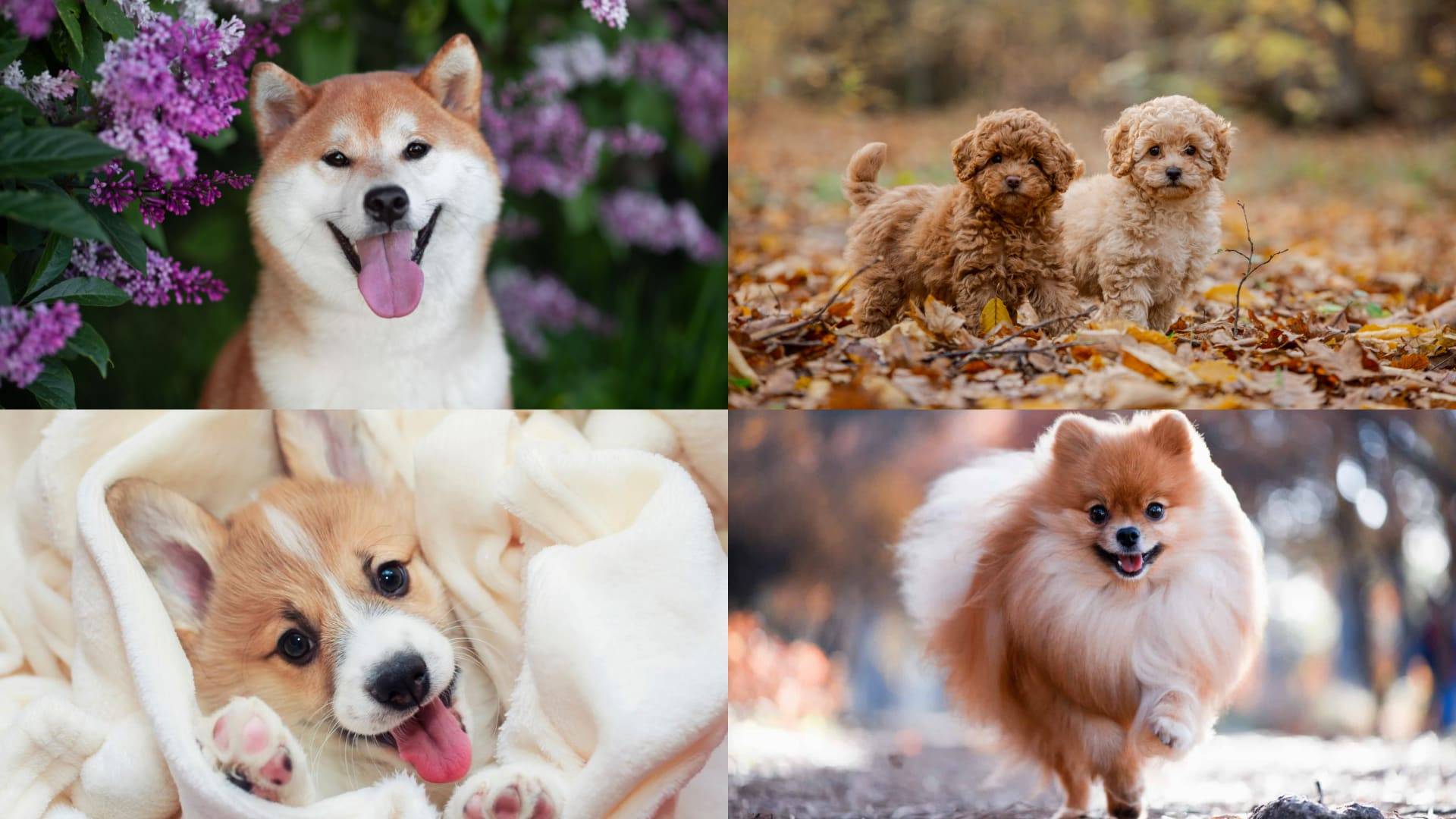 Which Dog Breed Would You Choose? - 心理测试题封面图